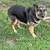 9 year German shepherd 2 thumbnail