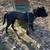 Great Dane mix German and Belgian molinois 1 thumbnail
