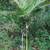 CHAMAEDOREA woodsoniana ///// Woodson's palm --- 1/5/15 gallon 3 thumbnail