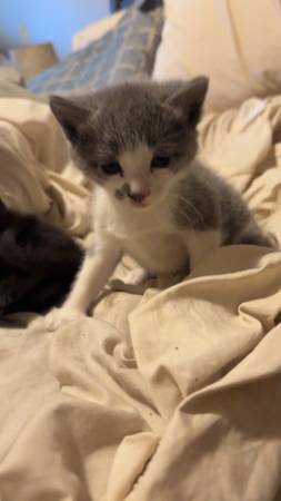 6 tiny kittens (Hollis)63690154365955122