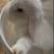 holland lops Bunnies /Rabbits 2 thumbnail