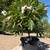 Plumeria 8 thumbnail