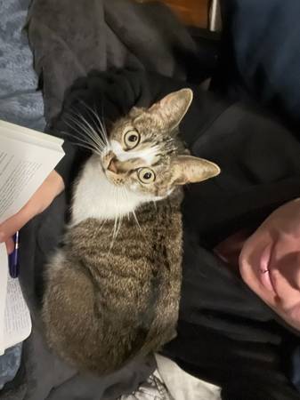 ¡Gato atigrado perdido! (Red Bluff)63469803058051121