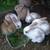 Mini Lop Kits Available ~ Wish to Sell Baby Bunnys? 4 thumbnail