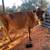 Dairy Cow Bred Jersey Due to Calve Mid October 6 thumbnail