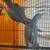 Ringnecks 2 thumbnail