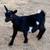 Registered Nigerian Dwarf Goats 4 thumbnail