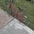 Woman mountain bike 2 thumbnail