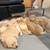 Golden retriever puppies 4 thumbnail