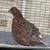 Bob White quail 3 thumbnail