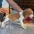 Beagle Puppies 3 thumbnail