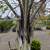 Triangle Palm Tree 12 thumbnail