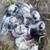 Rex Rabbit Kits 2 thumbnail