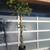 Large Pecan Nut Tree 1 thumbnail