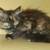 Available for adoption! Goldie & Papis' Animal Rescue 6 thumbnail