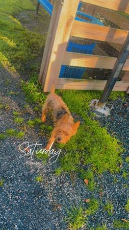 Yorkie poo macho (Jacksonville)63682104469123122