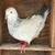 Afghani pigeons 3 thumbnail