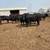 Angus Bulls 1 thumbnail