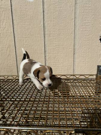 Puppy (san jose south)63869605880707122
