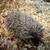 Hedgehog babies 2 thumbnail