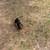 Dachshund  mini 3 thumbnail