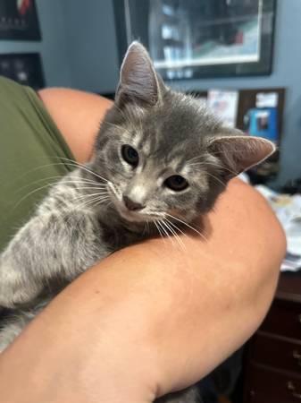 Rehoming 12 week old female kittens (Vancouver)63842373624835124