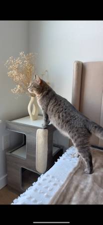 Cat (Bonney Lake)63885716953345120