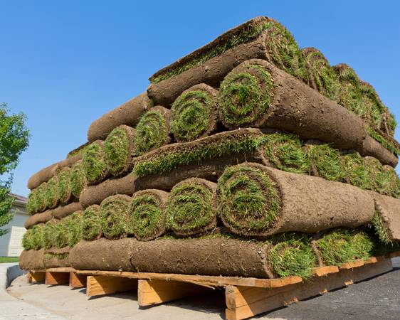 🌱 Fresh Sod Installation – Kentucky Bluegrass & Bermuda Grass 🌞 1