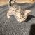 Soft cat bed for your bengal cat or kitten 8 thumbnail