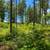 3 Acres in Clarksville, VA 7 thumbnail