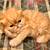 Gorgeous Tabby Persian Kittens 1 thumbnail