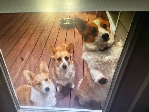 akc corgi63922852573827121