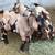 Dapple Boer goats 3 thumbnail