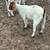 Boer goats 1 thumbnail
