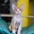 Devon Rex 1 thumbnail