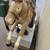 Vintage Sandy Horse 25 Cent Quarter Arcade Ride Coin-Op Carousel Ride 10 thumbnail