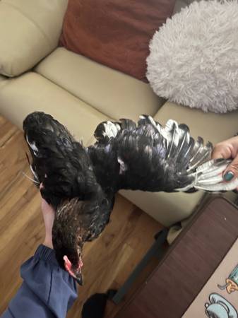 $5 young rooster/ cockerel63682104626435122