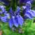 Perennial plants 2 thumbnail