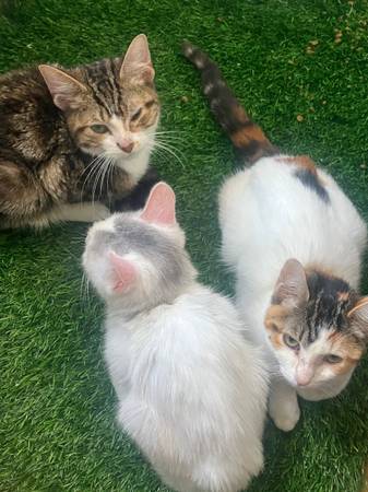 3 Kittens in need of Rehoming (Redondo Beach)63953954944258124