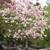 Big Tree Nursery 17 thumbnail