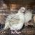 Jumbo Pearl Coturnix Quail 2 thumbnail