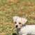 Schnoodles! 9 thumbnail