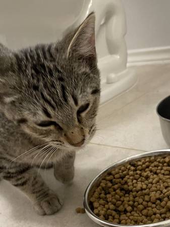 FOUND: small, brown tabby cat, male (Pflugerville)64024397376897121