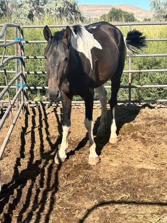 Warm Springs Mustang Stud - 1000 dólares (Vale)63471410609667121