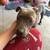 Young Male Pit Bull. 2 thumbnail