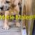 GORGEOUS! DANE/MASTIFFS 12 thumbnail