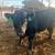 Registered black Angus bulls 3 thumbnail