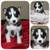 Full Blooded Husky Puppies 4 thumbnail