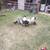 Piglets Maranas 8 thumbnail