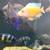 Cichlids 10 thumbnail